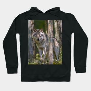 Timber wolf in Forest Hoodie